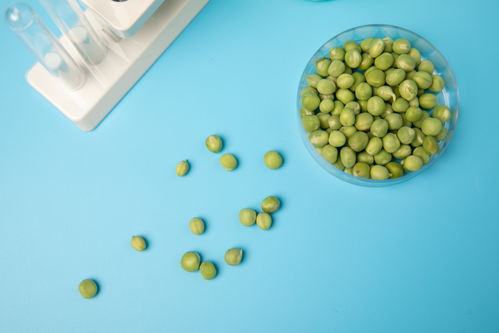 嫩豌豆食品安全農業科技食品培育攝影圖 插畫 下載至來源處